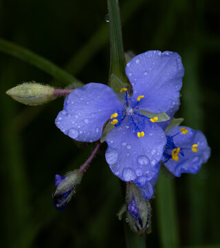 A blue spiderwort blooms in the rain as drops fall on its petals 