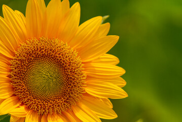 Yellow sunflower