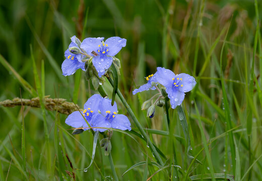 A spiderwort blooms in the rain on a sunny day in summer