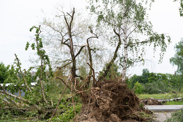 Multiple trees lie collapsed and uprooted near a residential structure, their branches scattered across the ground.