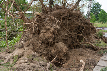 An uprooted tree lies across a paved path, its roots exposed and tangled in soil.