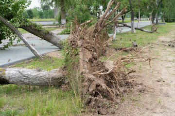 An uprooted tree lies across a paved path, its roots exposed and entangled with soil.