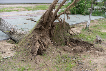 An uprooted tree lies fully across a mixed grassy and dirt surface, with exposed roots and clinging soil.