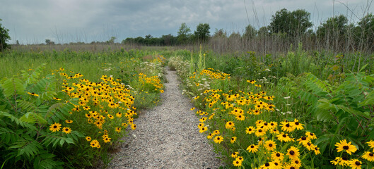 yellow and white wildflowers line the path on a prairie trail in summer