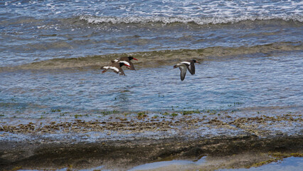 American Oystercatchers
