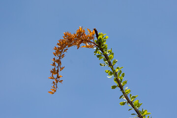 Ocotillo Fouquiera splendens