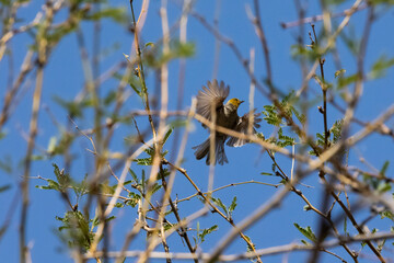 Verdin Auriparus flaviceps