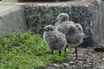 American herring gull chicks outside the nest.