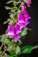 Beautiful foxglove blooms with raindrops against dark background © Hugh
