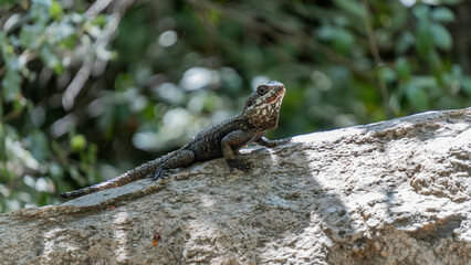 Starred agama lizard basking on a rock in sunlight