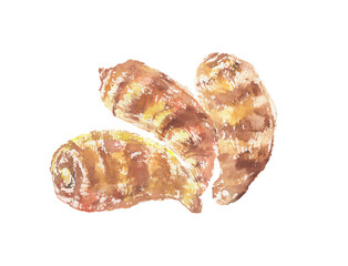 海老芋の水彩イラスト – 縞模様が美しい京野菜