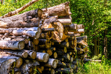 Sawn pine trunks lie on the grass
