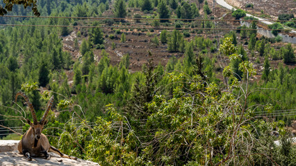 Wild ibex resting on rocky ledge with panoramic forested mountain view
