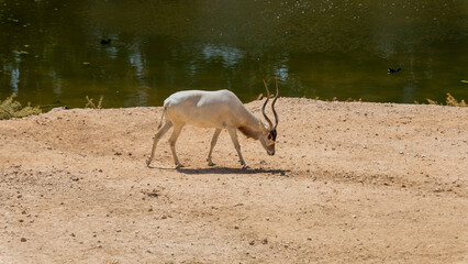 Addax antelope walking on sandy terrain near water in desert reserve
