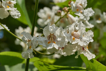 Catalpa flowers and inflorescences on the background of a tree crown. Catalpa blooms in the garden....