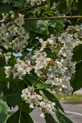 Catalpa flowers and inflorescences on the background of a tree crown. Catalpa blooms in the garden. Catalpa (lat. Catalpa) is a genus of plants in the Bignoniaceae family.