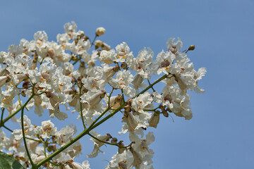 Catalpa flowers and inflorescences on the background of a tree crown. Catalpa blooms in the garden....