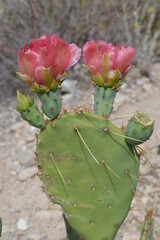 cactus with flower