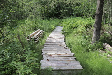 Wooden bridge in the woods.  Outdoor activity in the summer.	 Natural background and summer calendar. A forest with a footpath in wood. Green landscape and countryside. 