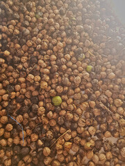 A detailed examination of ripe walnuts, captured in a close-up shot, reveals their inherent beauty, showcasing both nuts with their shells intact and those that have been partially or fully peeled.