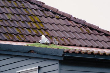 Seagull with a chicken on a roof