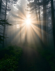 Obraz premium Sunlight Filtering Through Trees in Dense Forest