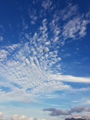 Fluffy white clouds drift lazily across a brilliant blue sky, with a lone white seagull soaring...