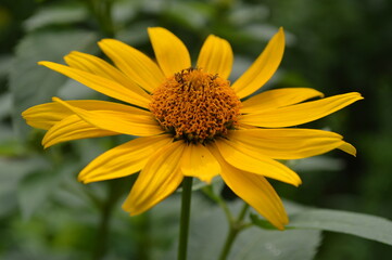 yellow flower on green background