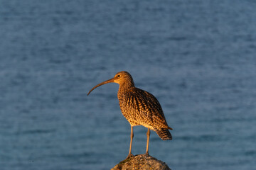 Wader or as Shorebird on top of a rock looking out to the see in the sun