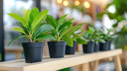Small potted plants on wooden shelf