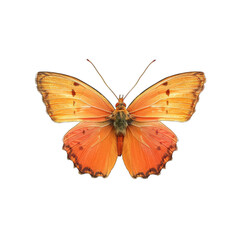 Orange butterfly, detailed wings