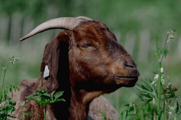 Goat on the meadow in the sun