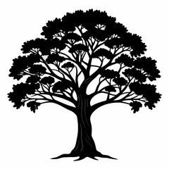 Obraz premium Sandalwood tree silhouette