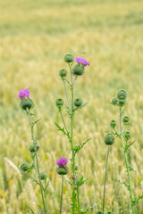 Gewöhnliche Kratzdistel (Cirsium vulgare),