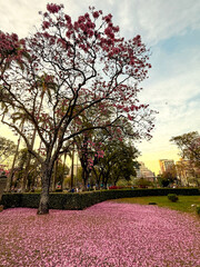 Pink trumpet tree at freedom square, Belo Horizonte, Minas Gerais, Brazil 