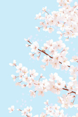 Cherry Blossom Floral Frame on Pale Blue Background for Vector Presentation and Decorative Design