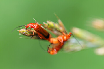 Red soft-bodied beetles (Rhagonycha fulva) mating.