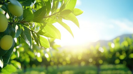 Obraz premium Sunny orchard foliage