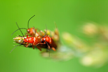 Red soft-bodied beetles (Rhagonycha fulva) mating.