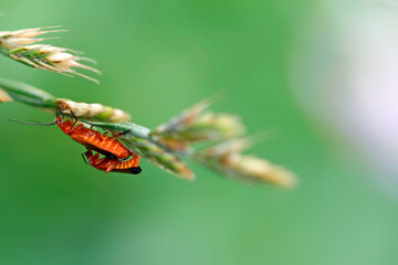 Red soft-bodied beetles (Rhagonycha fulva) mating.