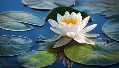 white water lily blossom a beauty of the aquatic pond displays its floral nature among lily pads