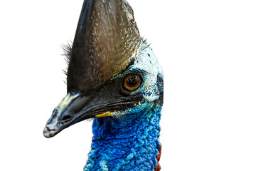Isolated PNG of a cassowary head in sharp detail, showing its vivid blue neck and bony casque....