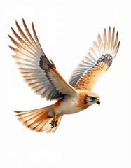 Fototapeta premium Watercolor illustration of bird of prey in mid-flight, wings spread wide. Majestic hunter features detailed brown, white feathers, sharp talons, eye. Artwork emphasizes natural grace, predatory