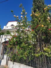 A vibrant garden scene with blooming roses in various colors, set against a clear blue sky and a white house in the background. The concept of nature's beauty.