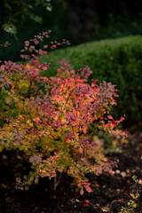Obraz premium Colorful autumn foliage with vibrant red and orange leaves on a bush, surrounded by green hedges, representing the concept of seasonal change.