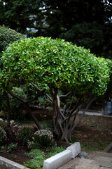 Concept of a well-maintained garden featuring a lush, rounded green shrub with dense foliage. The...
