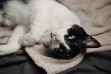 Concept of a relaxed domestic cat lying on a soft blanket. The cat has black and white fur with...