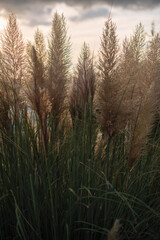 Tall pampas grass swaying in the wind under a cloudy sky. The scene captures the natural beauty of...