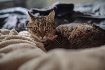 A small brown tabby cat with green eyes rests on a soft blanket, has distinctive stripes and a...