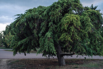 A large, lush green tree with drooping branches stands in a grassy area. The sky is overcast,...